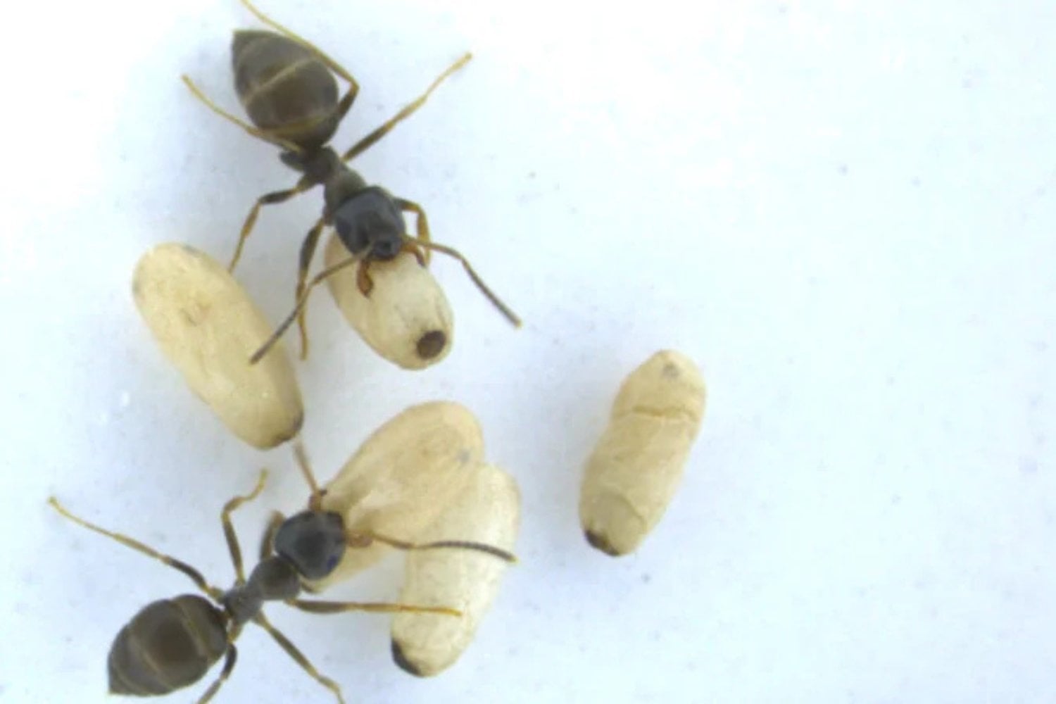 Hormigas