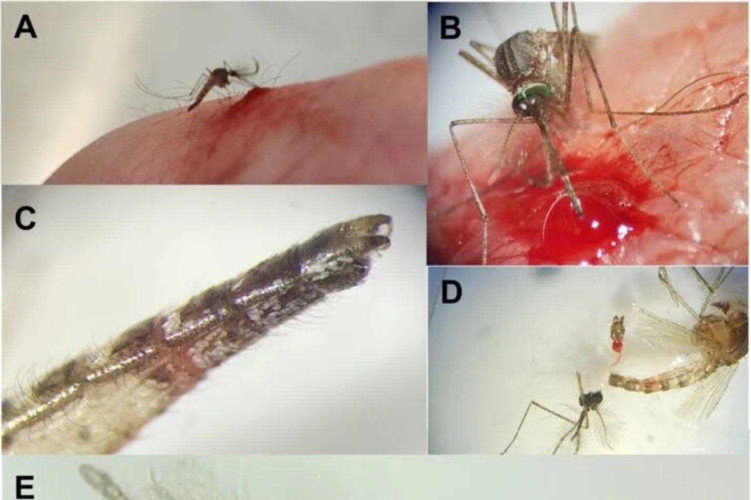 Mosquito Macho Picadura