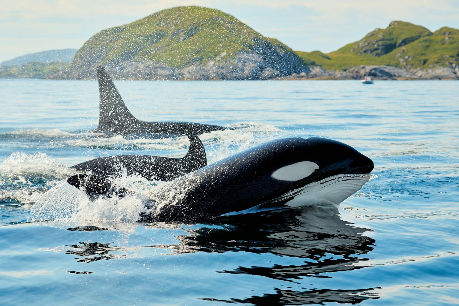 Orcas