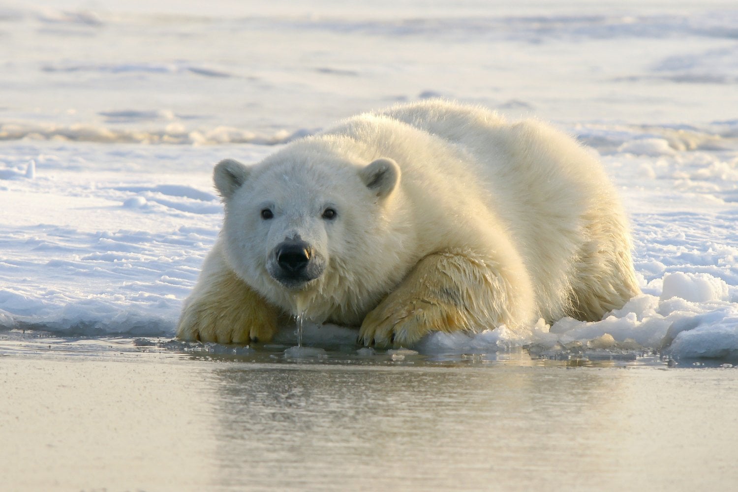 Oso Polar