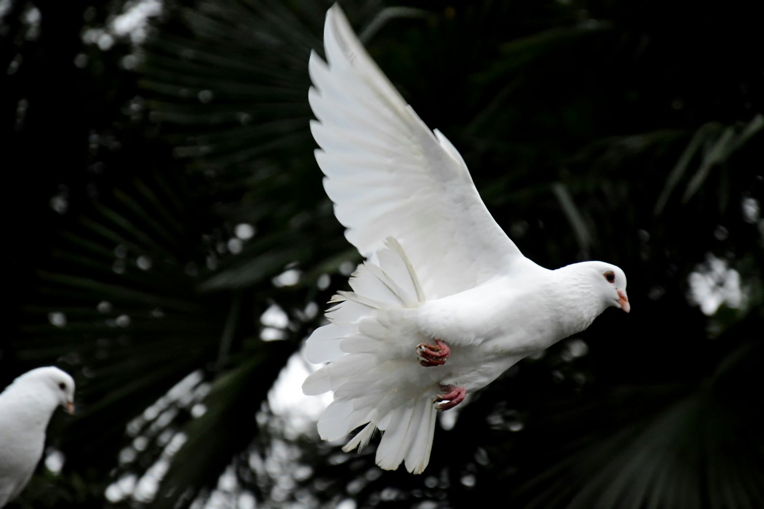 Paz