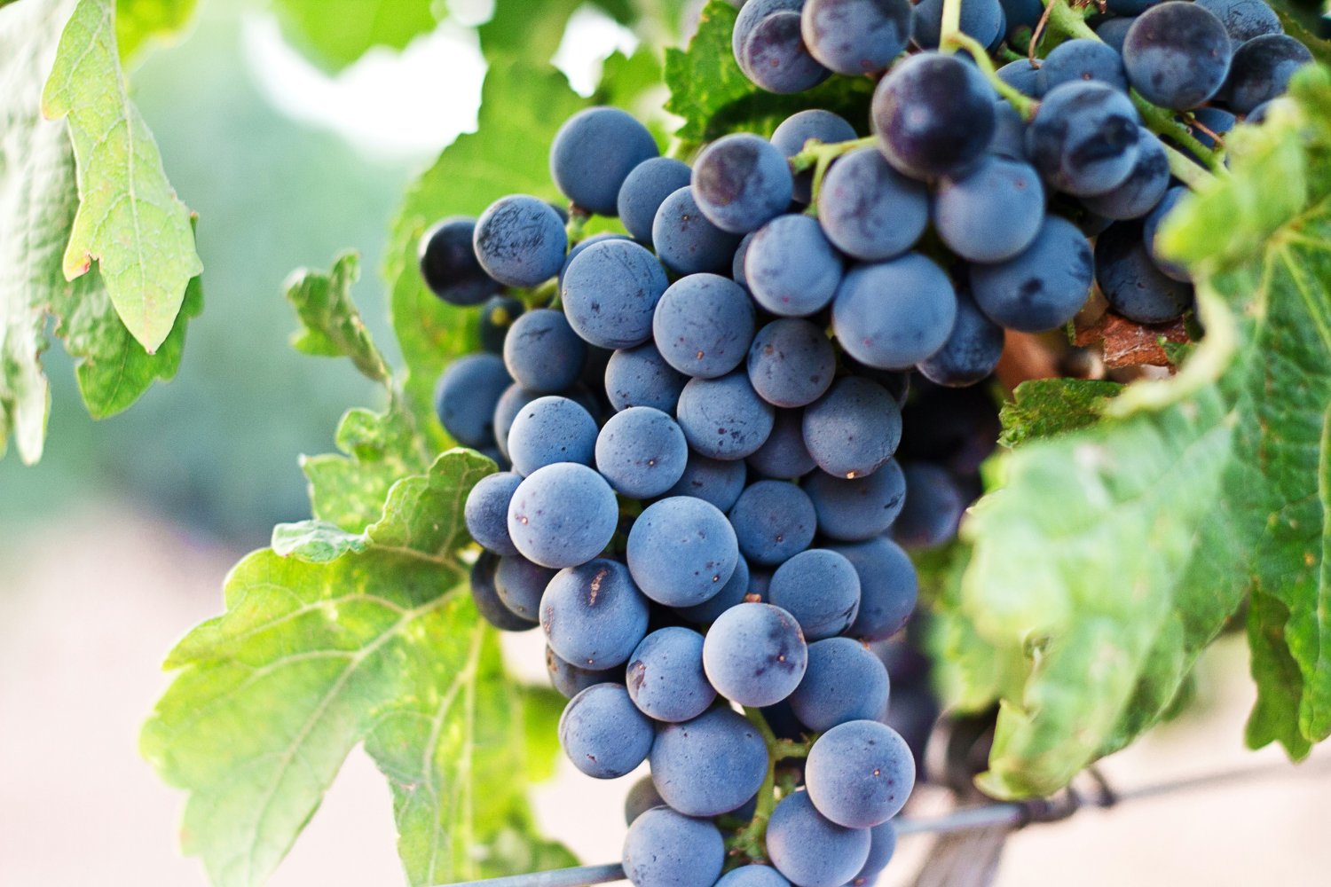 Uvas