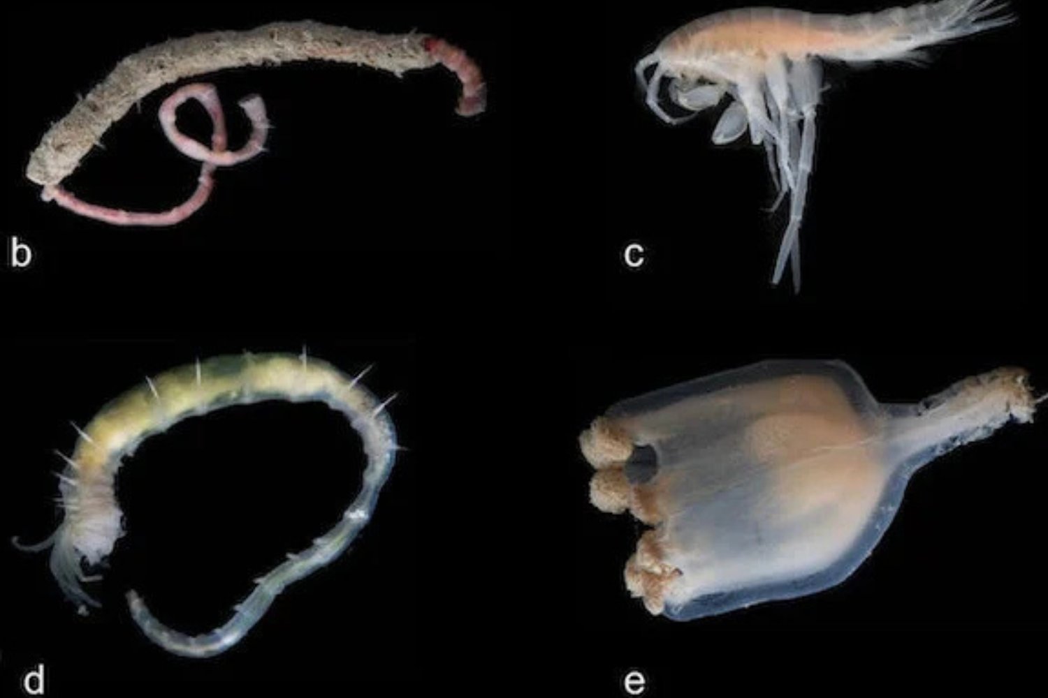 Vida En Chimenea Artica