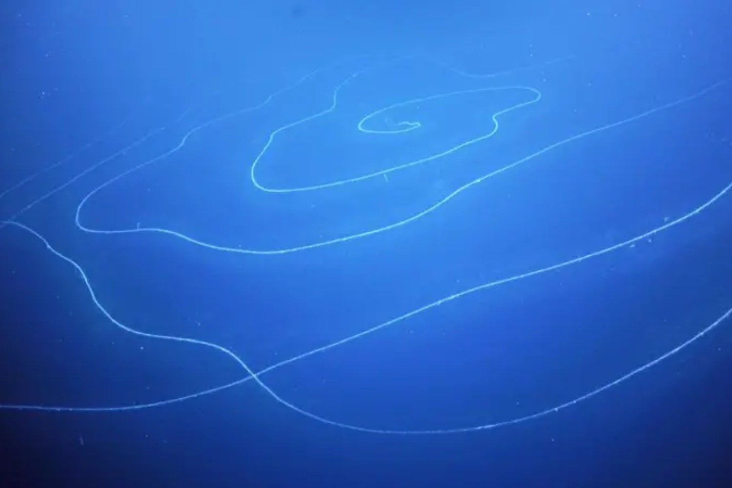 Los científicos creían conocer el tamaño máximo que podía alcanzar un ser vivo. Un hallazgo a 6.000 metros de profundidad acaba de ponerlo en duda