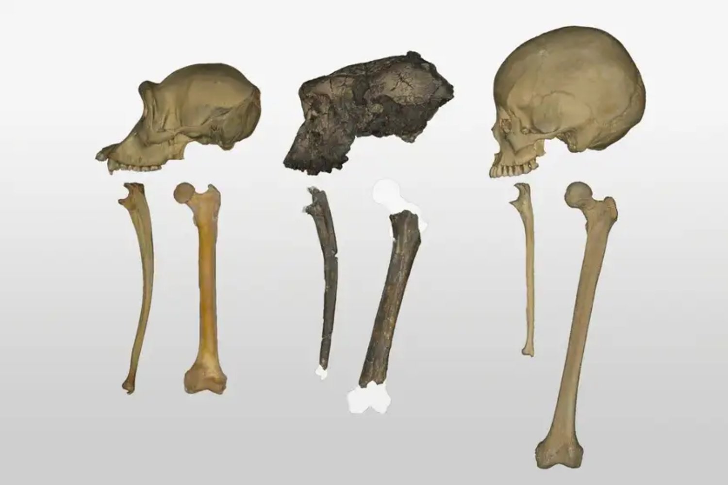 Hace siete millones de años alguien ya caminaba erguido en África. Y no era humano, ni se parecía demasiado