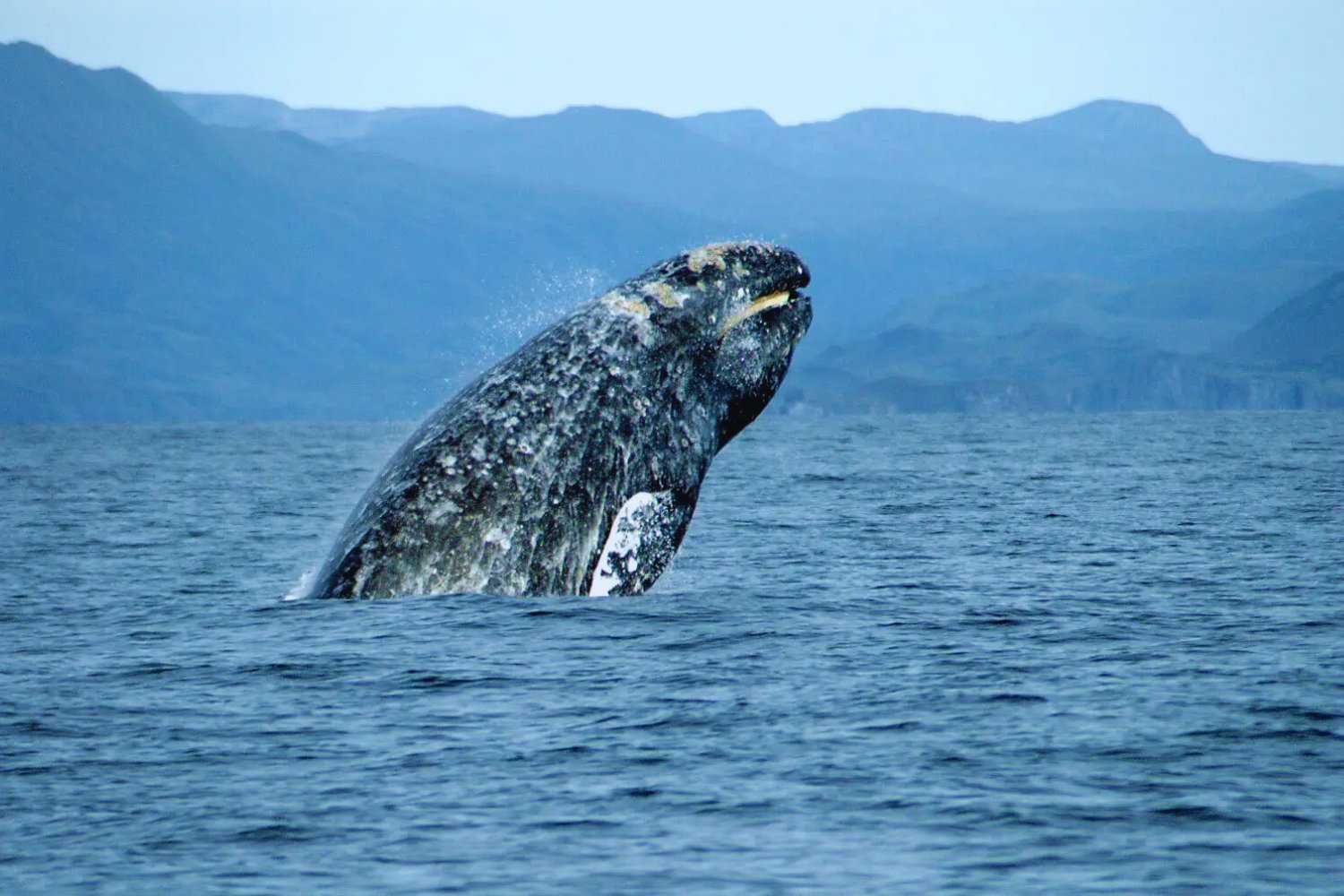 La migración de mamíferos más larga del planeta ocurre bajo el agua. Así recorren las ballenas grises hasta 20.000 kilómetros al año