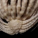 Un animal con 20 brazos aparece en las profundidades de la Antártida. El hallazgo que confirma que el fondo marino sigue siendo un misterio