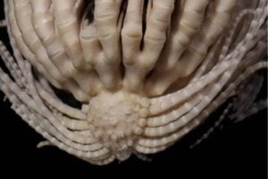 Un animal con 20 brazos aparece en las profundidades de la Antártida. El hallazgo que confirma que el fondo marino sigue siendo un misterio