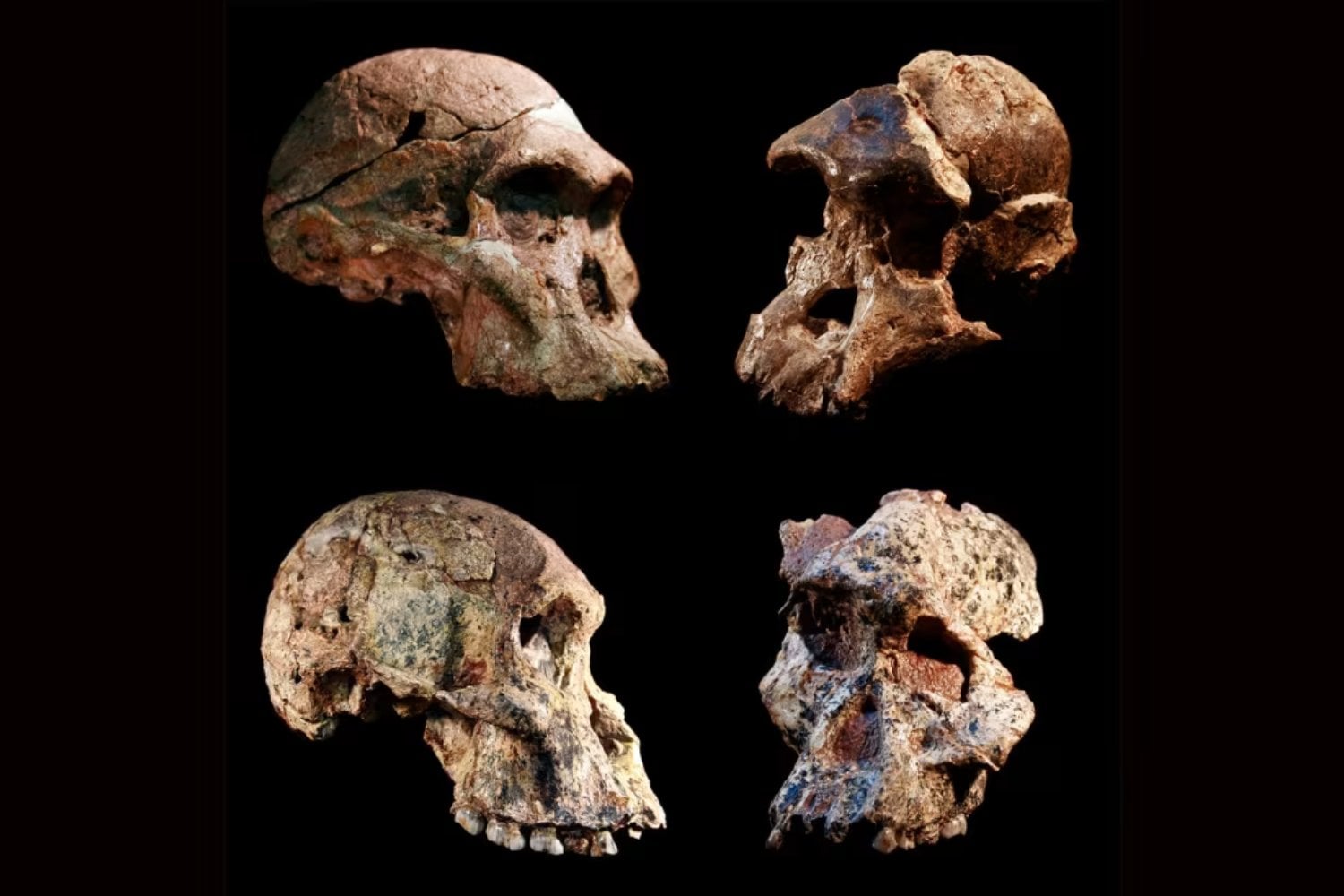 El esqueleto que no debería existir según los libros. El fósil africano que obliga a replantear la historia ordenada de nuestros orígenes humanos