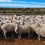 Australia está cubriendo sus campos muertos con lana de oveja. Y está funcionando. El experimento que reduce la evaporación, revive microorganismos y devuelve la vida a suelos que ya se daban por perdidos