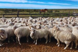 Australia está cubriendo sus campos muertos con lana de oveja. Y está funcionando. El experimento que reduce la evaporación, revive microorganismos y devuelve la vida a suelos que ya se daban por perdidos