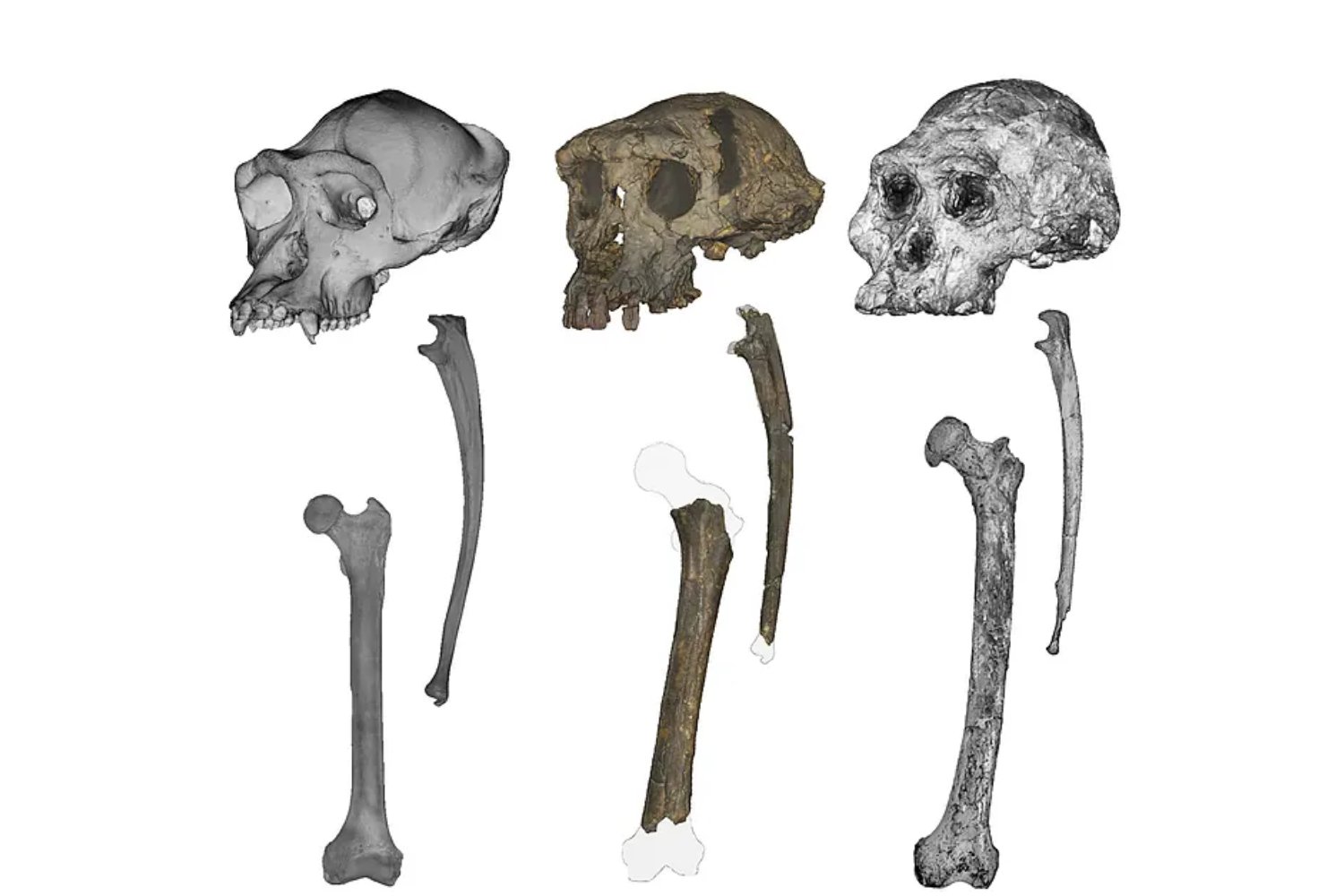 Hace siete millones de años alguien ya caminaba erguido en África. Y no era humano, ni se parecía demasiado