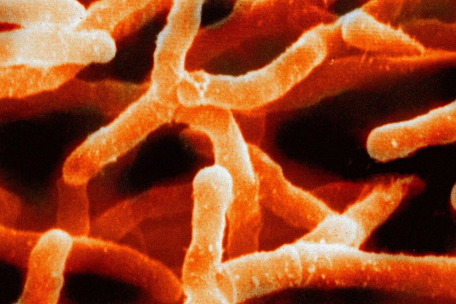 Durante 19.000 años nadie lo vio bajo el desierto más seco del mundo. El hallazgo que acaba de cambiar lo que sabemos sobre la vida