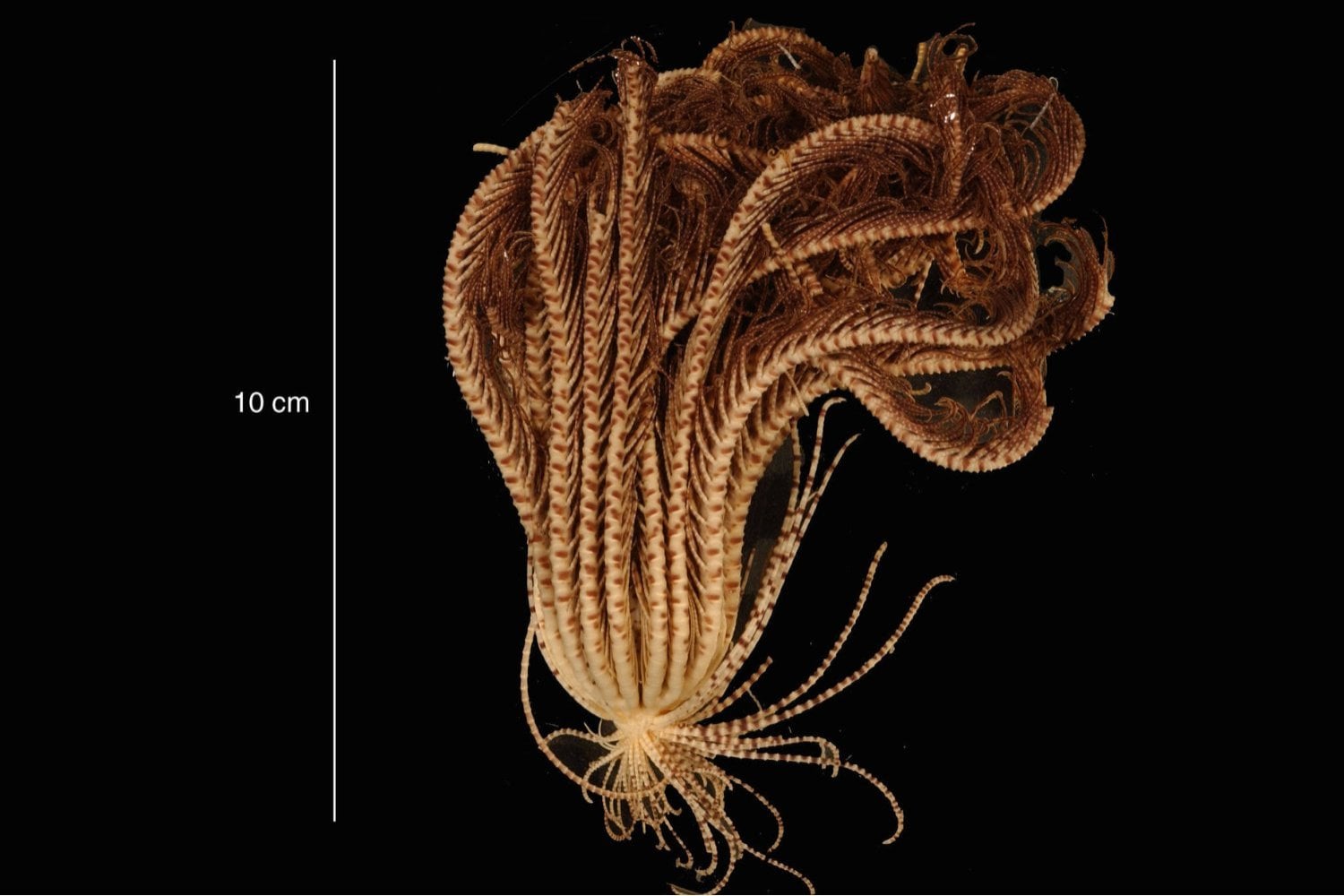 Un animal con 20 brazos aparece en las profundidades de la Antártida. El hallazgo que confirma que el fondo marino sigue siendo un misterio