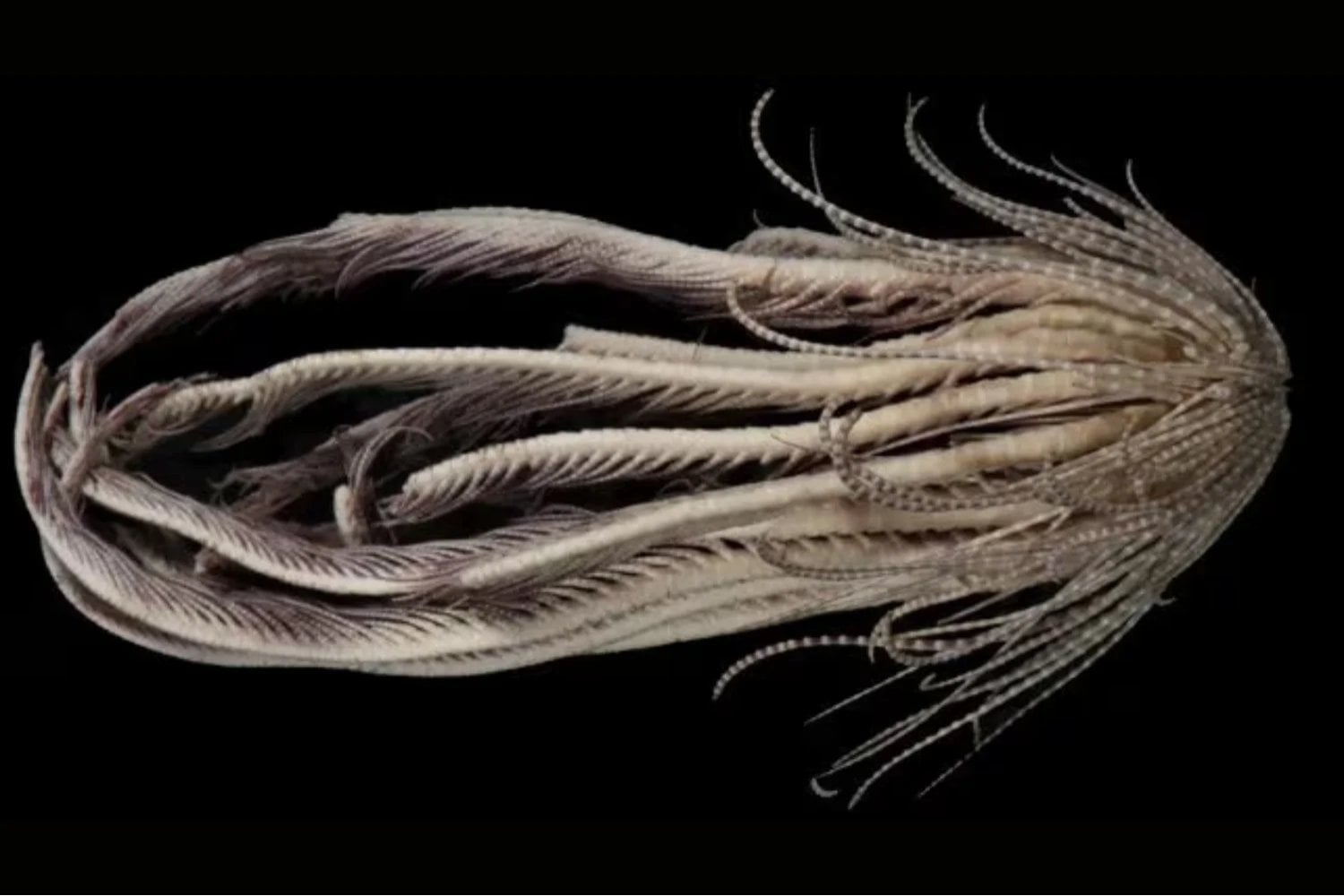 Un animal con 20 brazos aparece en las profundidades de la Antártida. El hallazgo que confirma que el fondo marino sigue siendo un misterio