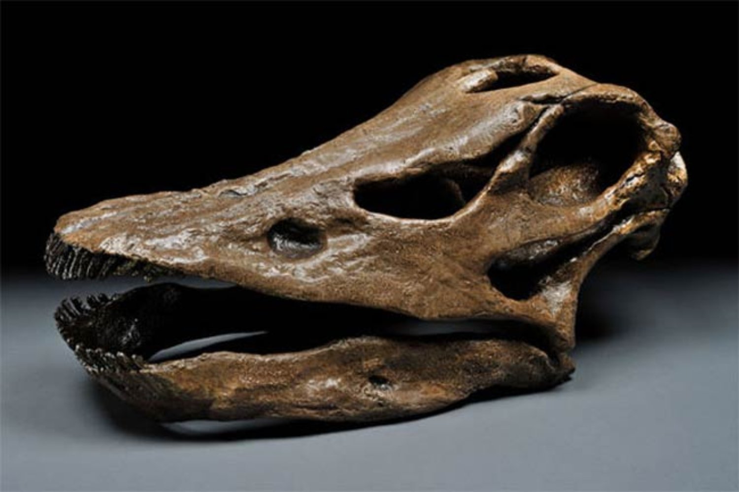 Cien años después, el suelo volvió a hablar. Un enorme Diplodocus apareció bajo un aparcamiento en uno de los yacimientos más famosos de Estados Unidos
