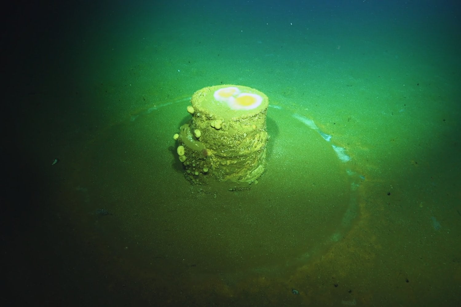 Durante décadas Estados Unidos usó el océano como vertedero. Hoy los científicos bajan al fondo marino y empiezan a descubrir qué quedó dentro de esos barriles