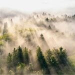 China ganó la batalla contra el desierto con millones de árboles. Pero sin querer ha modificado cómo se mueve el agua en todo el país