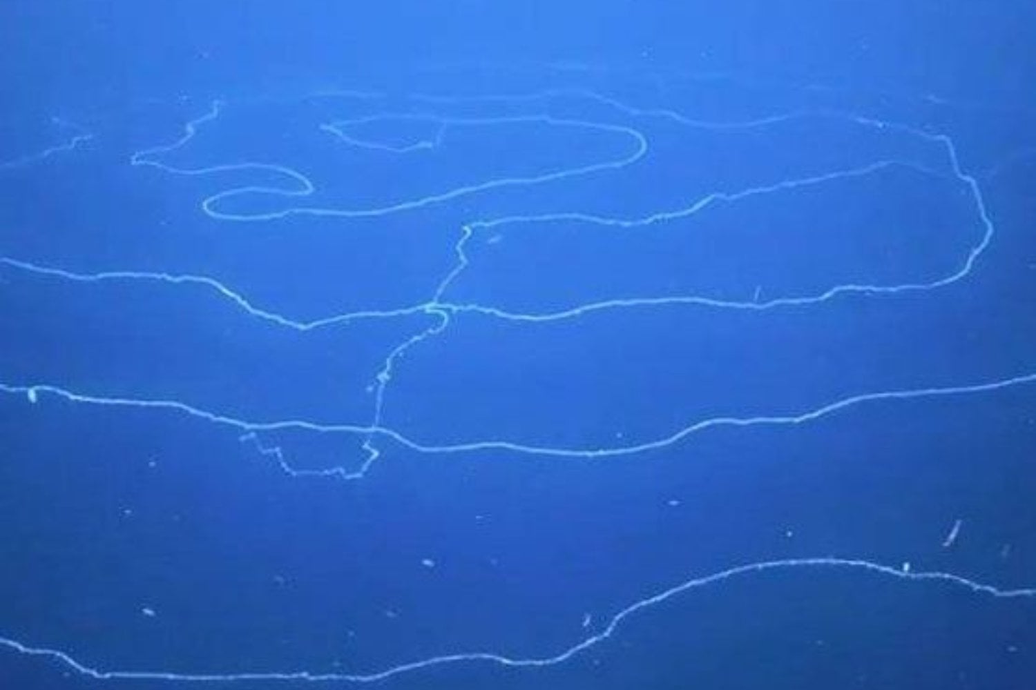 Los científicos creían conocer el tamaño máximo que podía alcanzar un ser vivo. Un hallazgo a 6.000 metros de profundidad acaba de ponerlo en duda