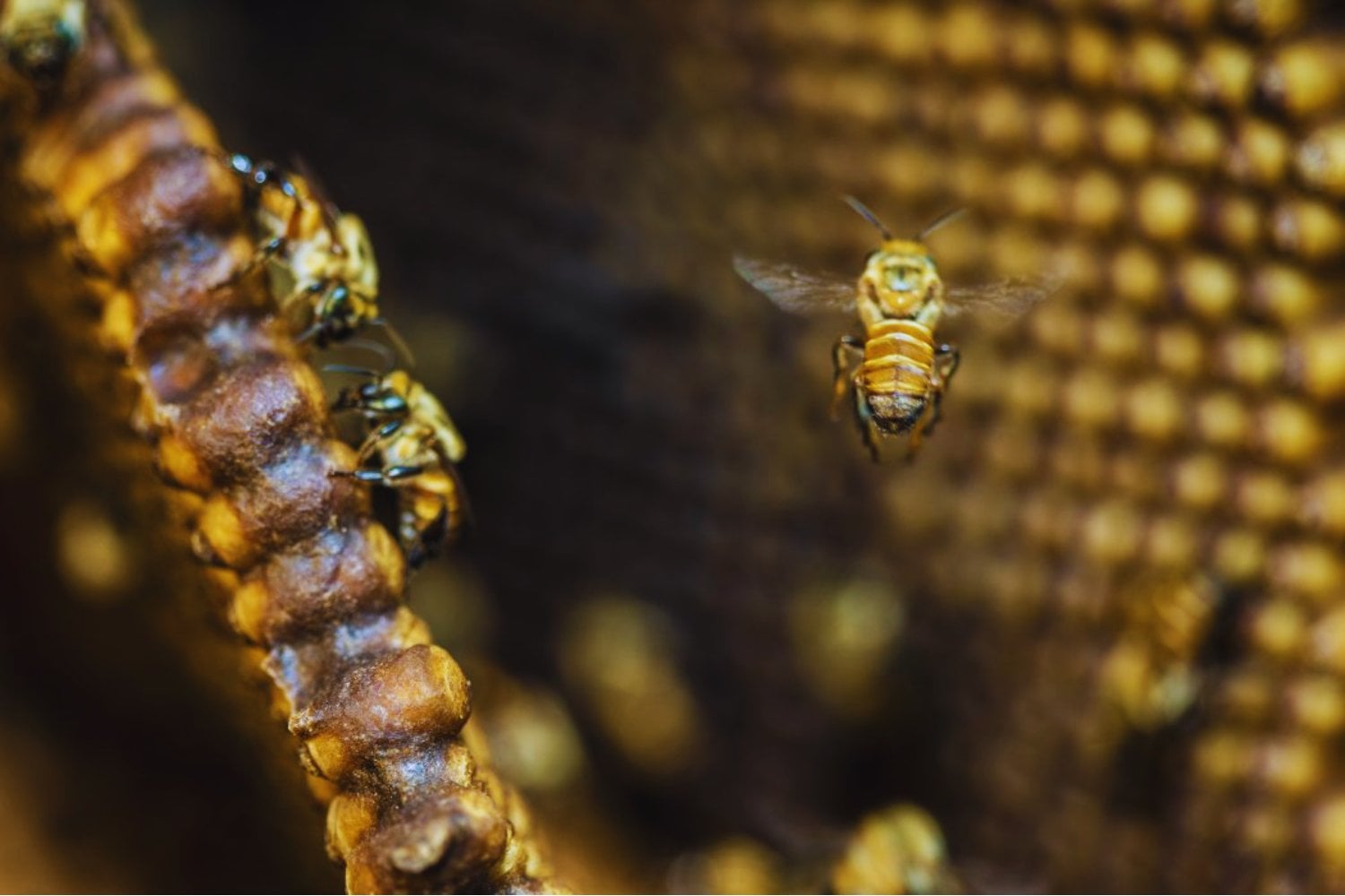 Las abejas sin aguijón dejan de ser invisibles para la ley. Por primera vez, un país reconoce derechos legales a insectos clave para la Amazonía