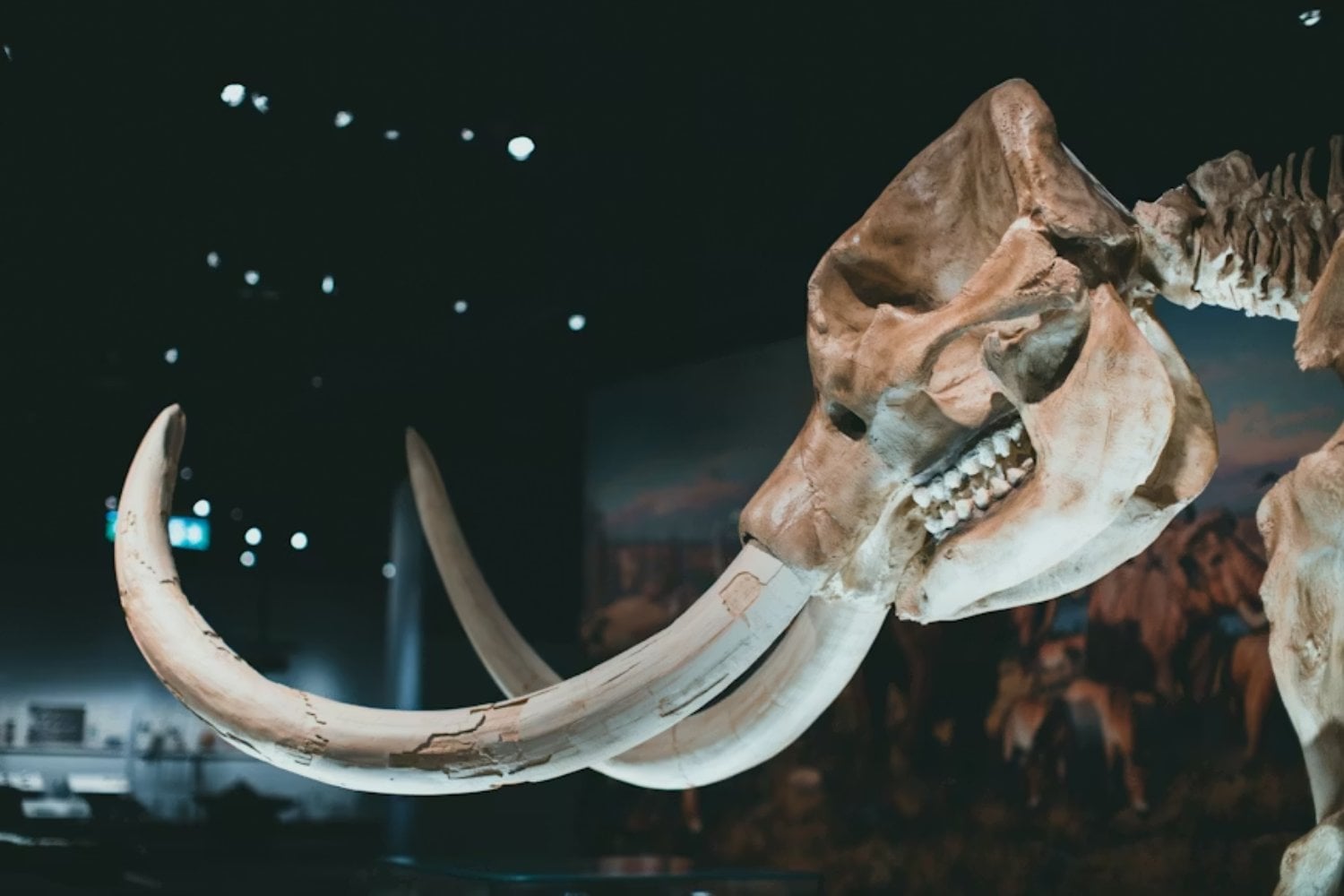Durante 70 años creyeron que el fósil que tenían exhibido en el museo era de un mamut... Finalmente, los huesos resultaron pertenecer a otra especie totalmente impensada