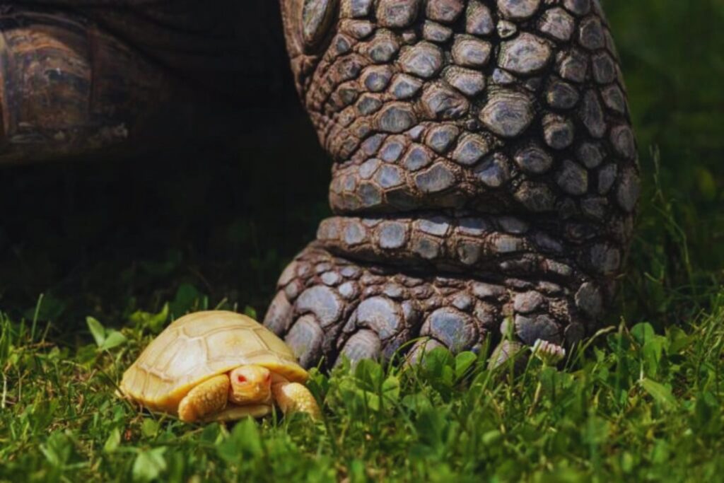 Para salvar a las tortugas de Galápagos, la ciencia tomó una decisión incómoda. Así funcionó el plan más extremo de conservación ambiental