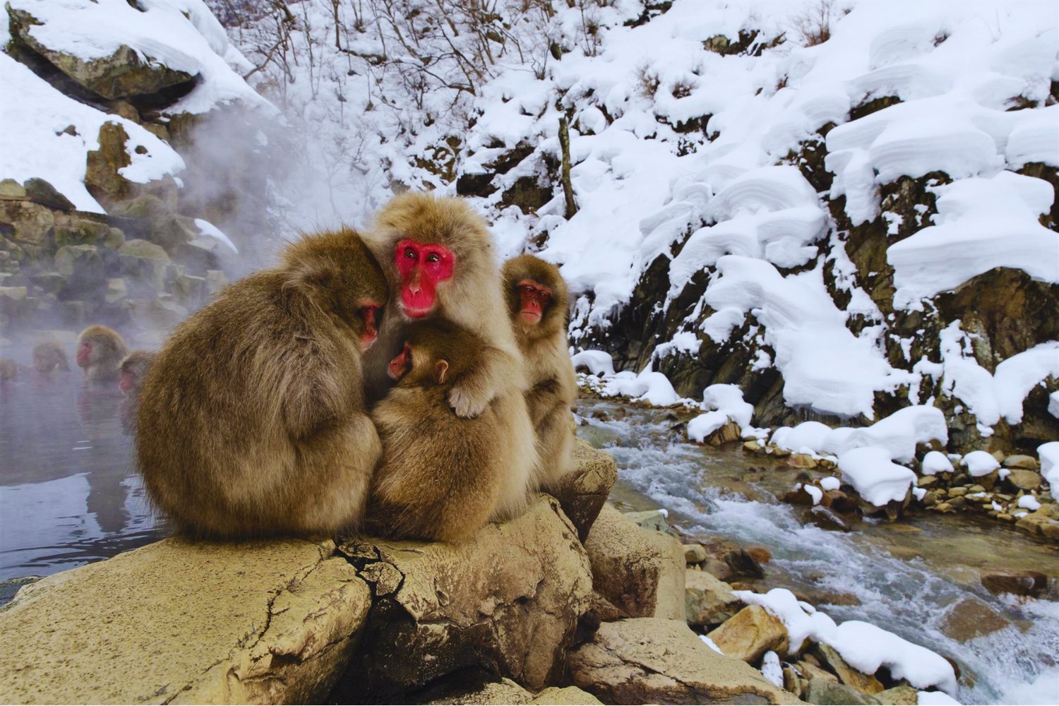 Nos equivocamos sobre dónde empezó todo. La historia de los primates no se escribió bajo palmeras, sino bajo inviernos duros