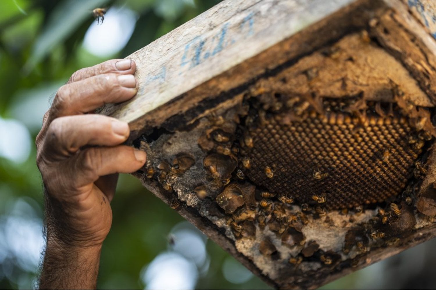 Las abejas sin aguijón dejan de ser invisibles para la ley. Por primera vez, un país reconoce derechos legales a insectos clave para la Amazonía