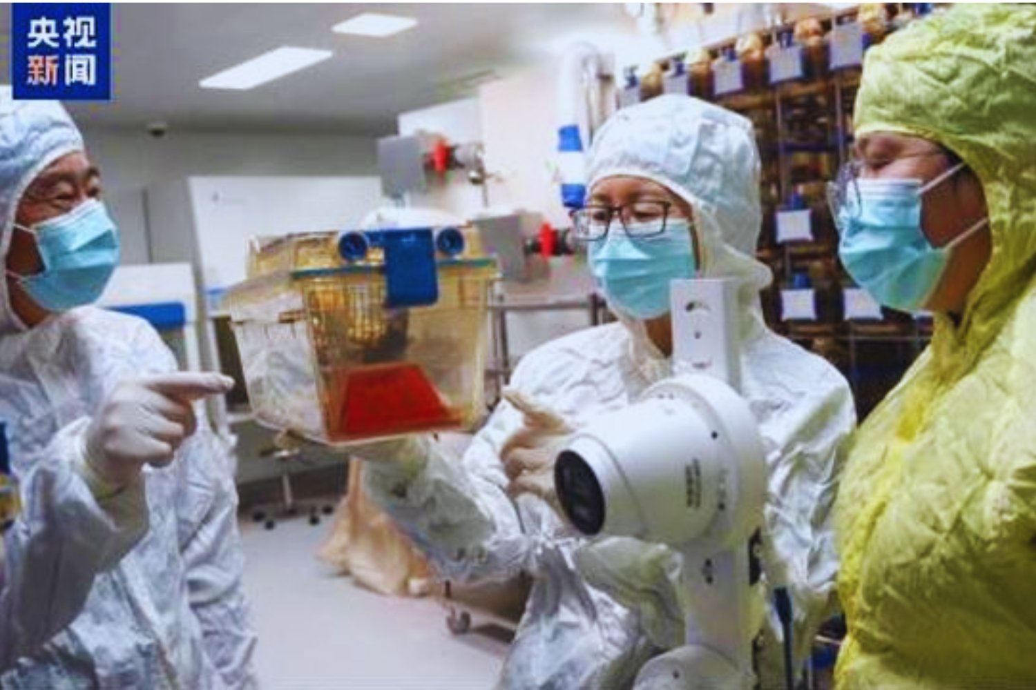 Un ratón volvió del espacio y dio a luz en la Tierra. Por qué este experimento chino importa para el futuro de la humanidad fuera del planeta