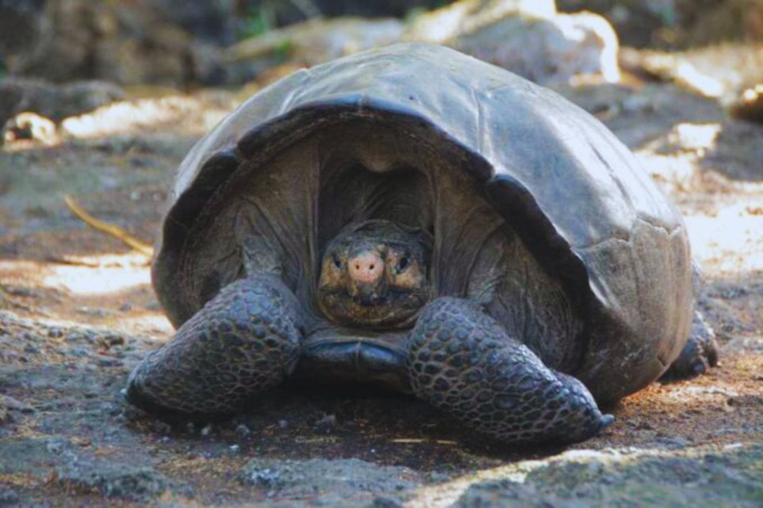 Para salvar a las tortugas de Galápagos, la ciencia tomó una decisión incómoda. Así funcionó el plan más extremo de conservación ambiental