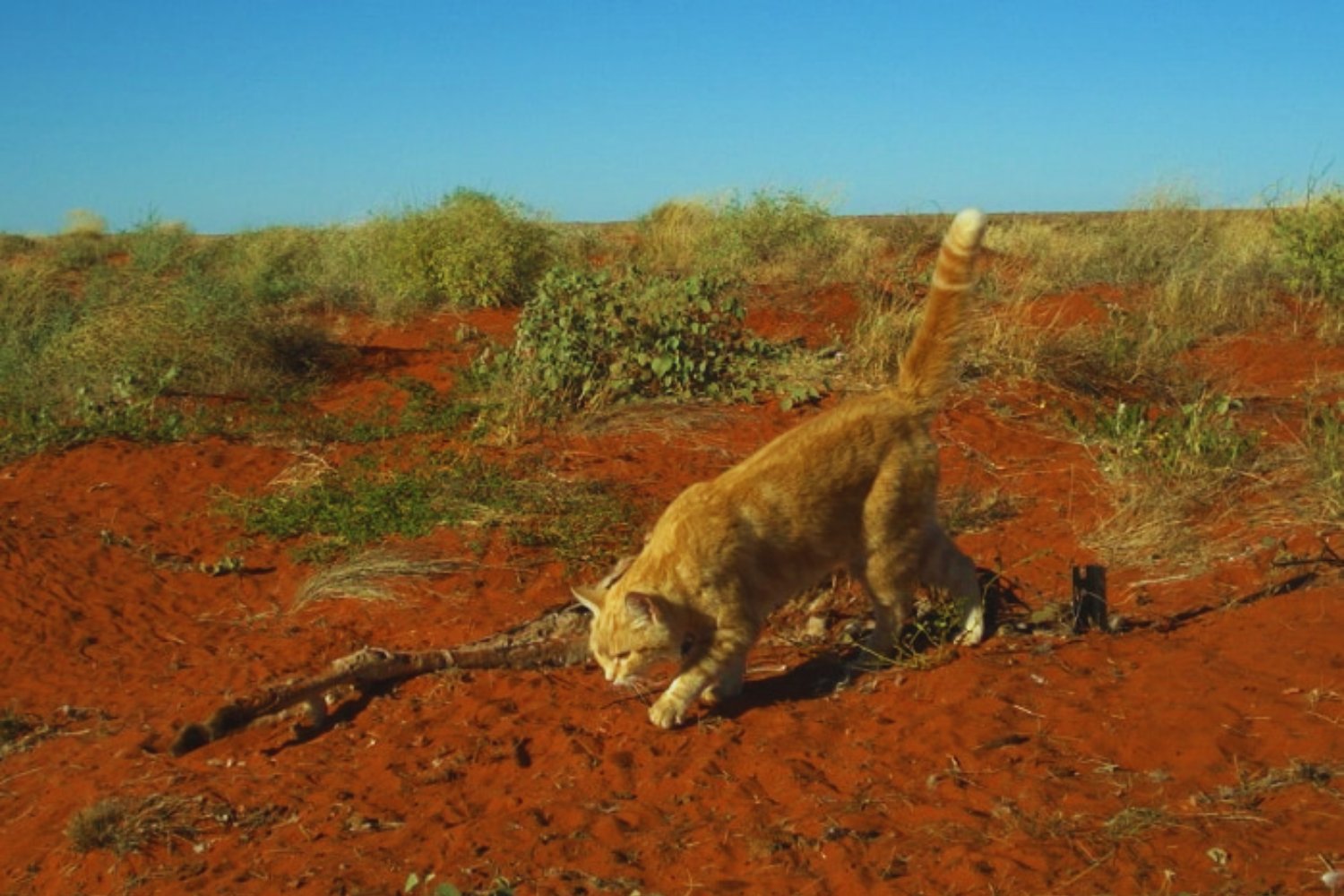 Australia llegó a un punto límite con su fauna. Por qué decidió matar a más de un millón de gatos salvajes para frenar un colapso ecológico silencioso