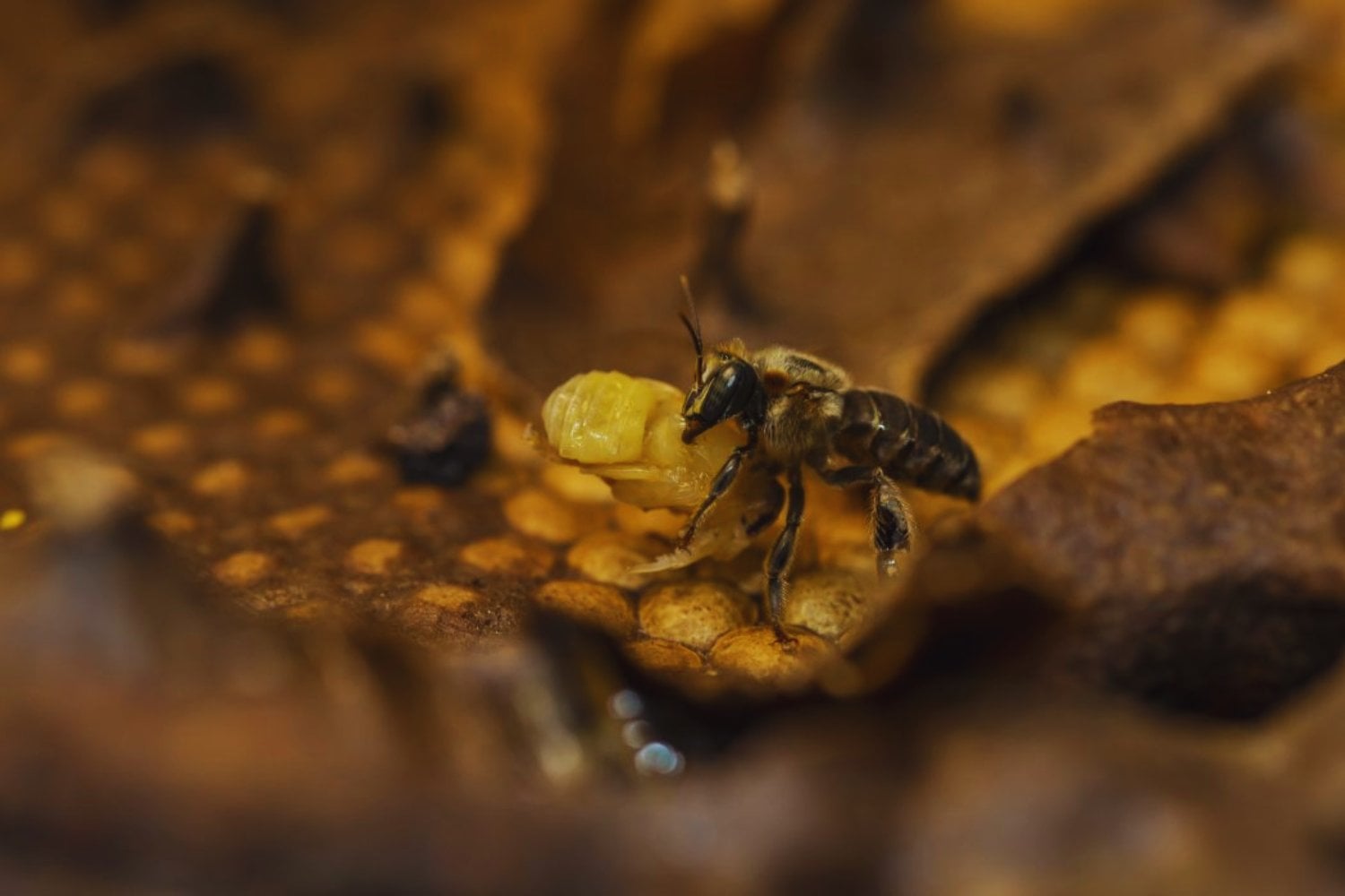 Las abejas sin aguijón dejan de ser invisibles para la ley. Por primera vez, un país reconoce derechos legales a insectos clave para la Amazonía