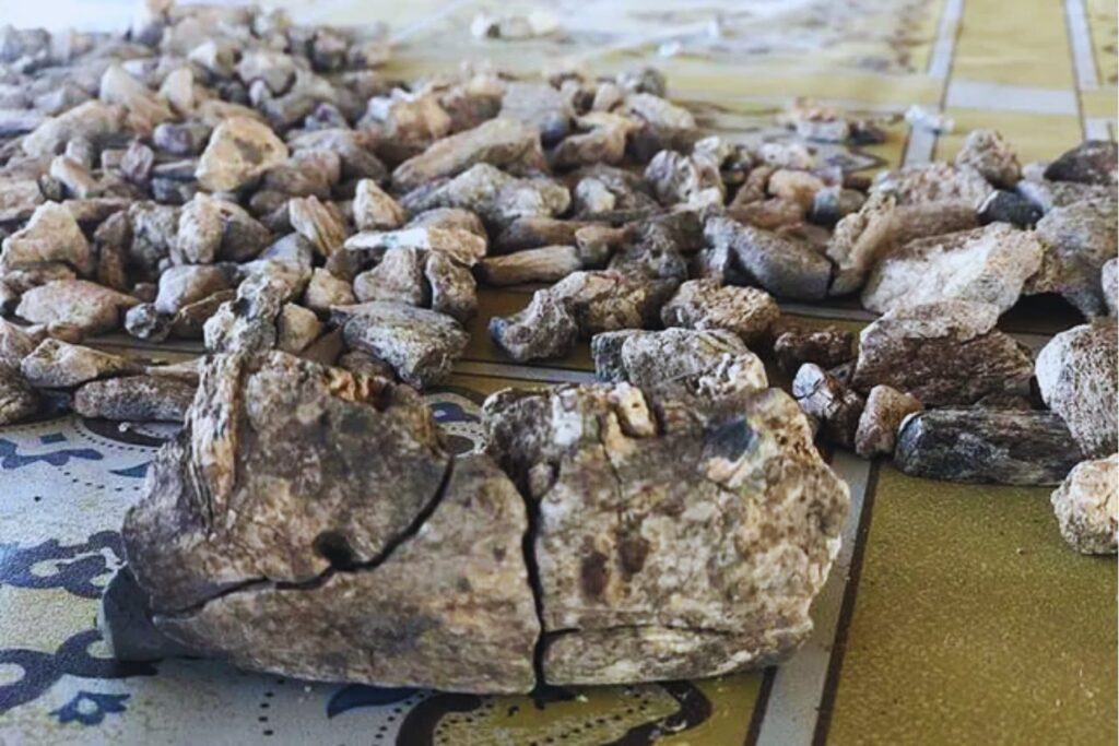 Un nuevo fósil de 2,6 millones de años amplía el mapa de los primeros homínidos. El Paranthropus era mucho más adaptable de lo pensado