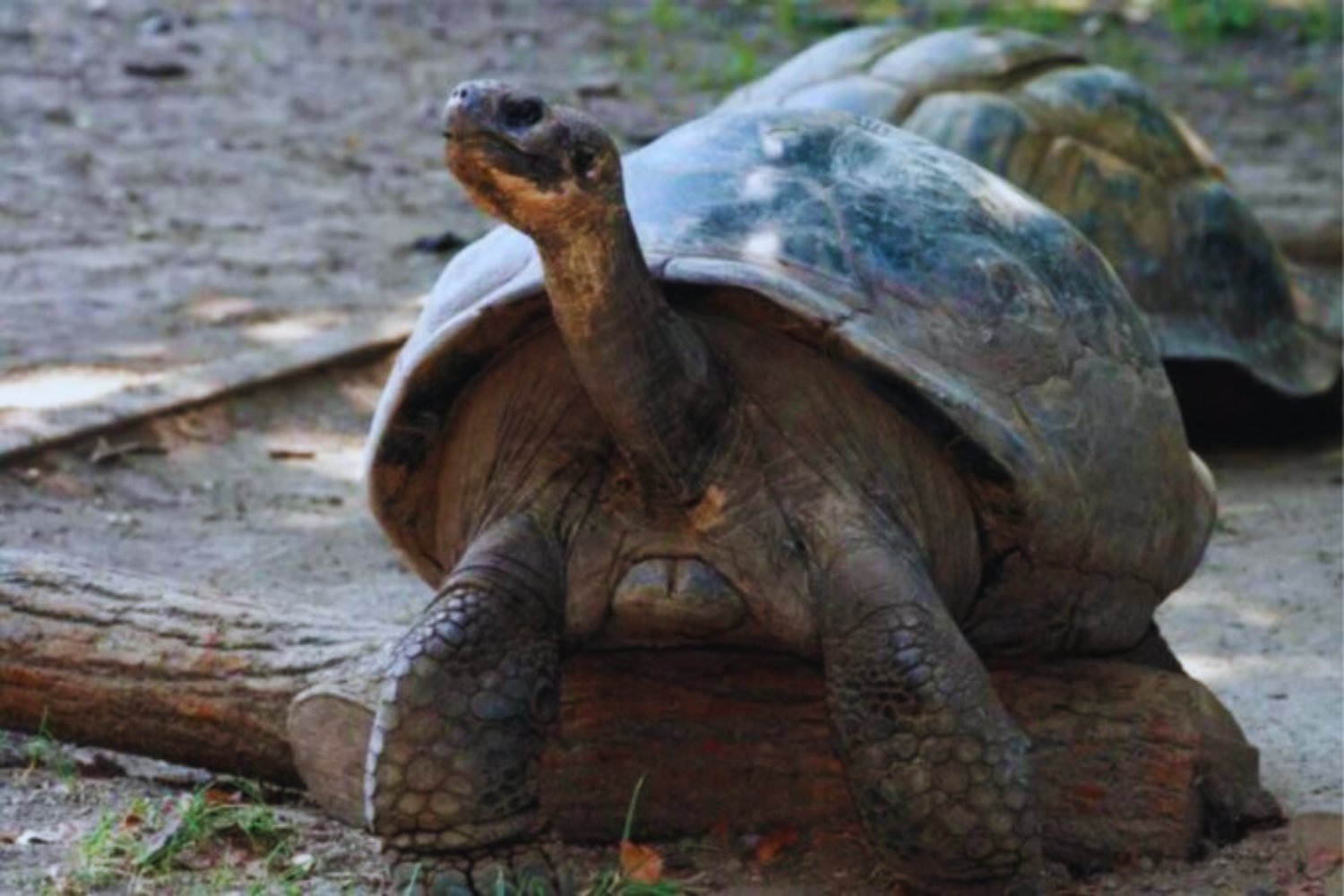 Para salvar a las tortugas de Galápagos, la ciencia tomó una decisión incómoda. Así funcionó el plan más extremo de conservación ambiental