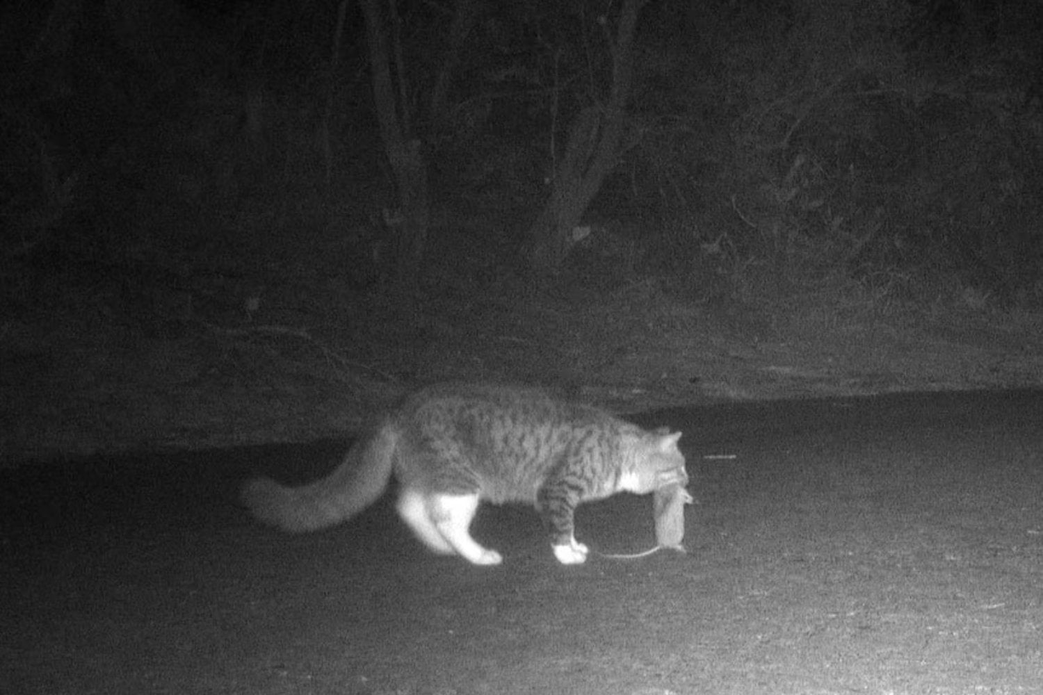 Australia llegó a un punto límite con su fauna. Por qué decidió matar a más de un millón de gatos salvajes para frenar un colapso ecológico silencioso