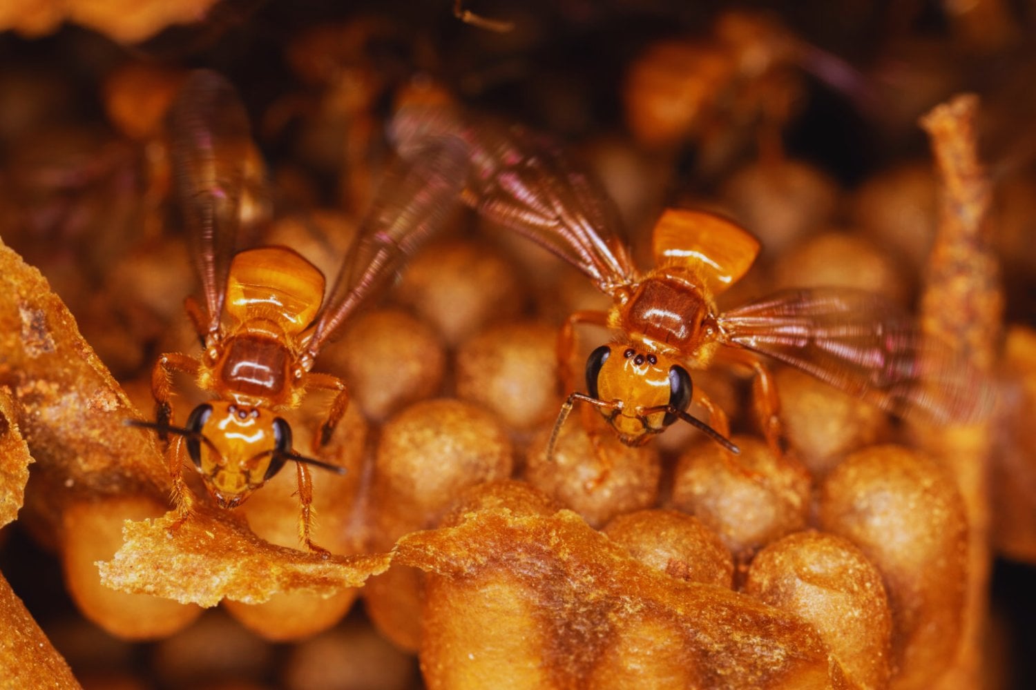 Las abejas sin aguijón dejan de ser invisibles para la ley. Por primera vez, un país reconoce derechos legales a insectos clave para la Amazonía
