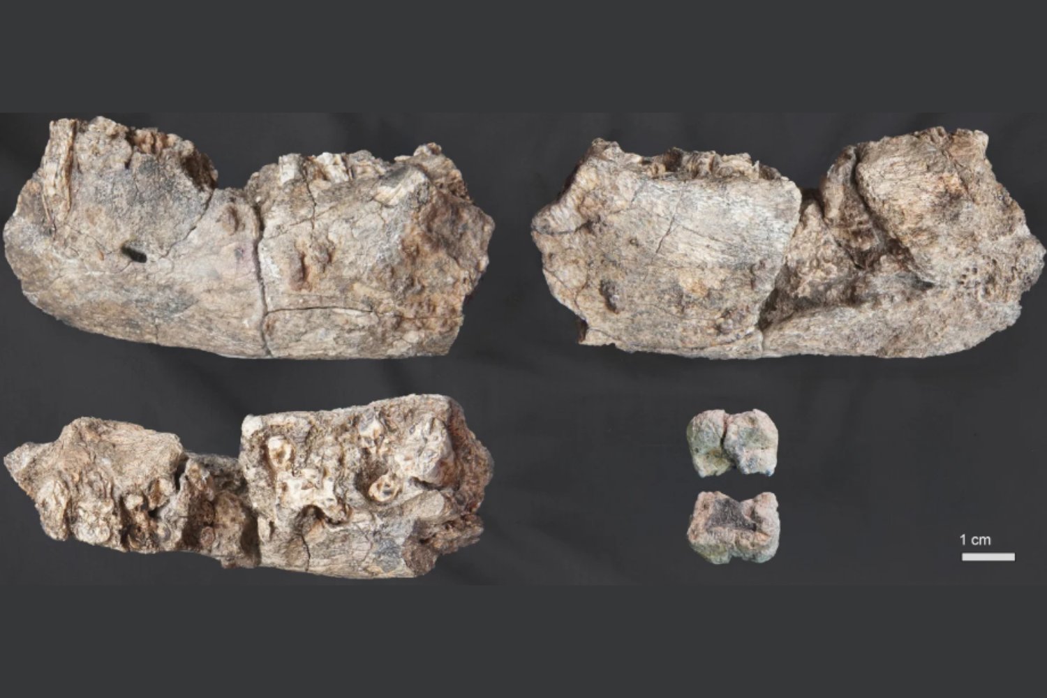 Un nuevo fósil de 2,6 millones de años amplía el mapa de los primeros homínidos. El Paranthropus era mucho más adaptable de lo pensado