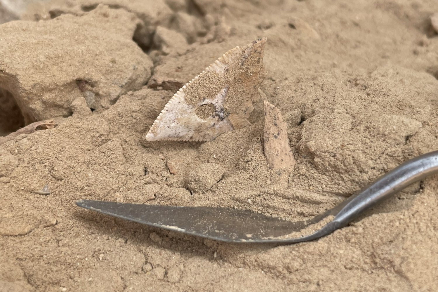 Hace 7.000 años, los neolíticos de Arabia no solo sobrevivían al desierto. También cazaban tiburones como parte esencial de su dieta