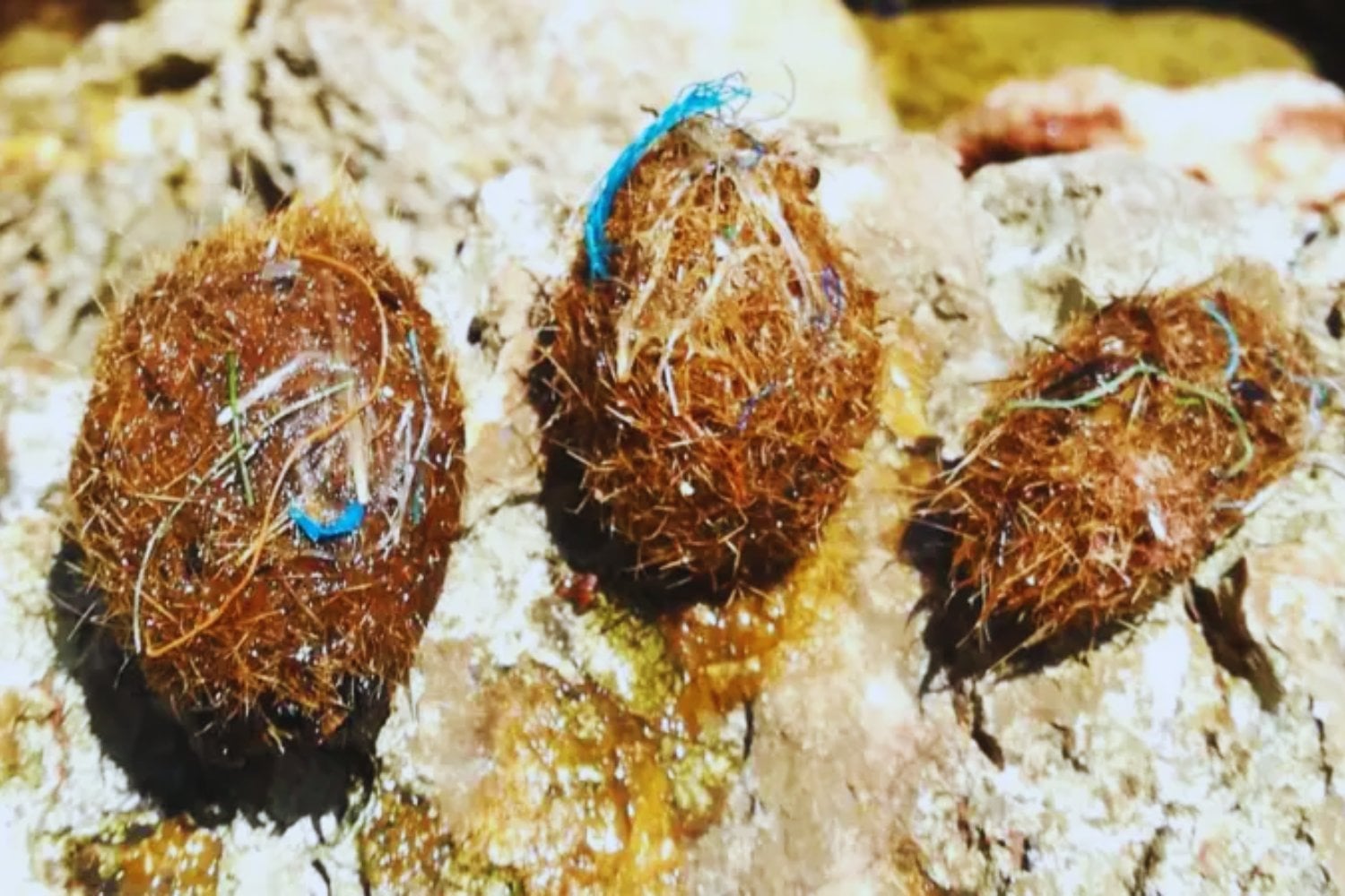 Las “bolas de Neptuno” parecen basura natural en la playa. En realidad, son nuestra gran salvación porque están atrapando millones de plásticos del mar