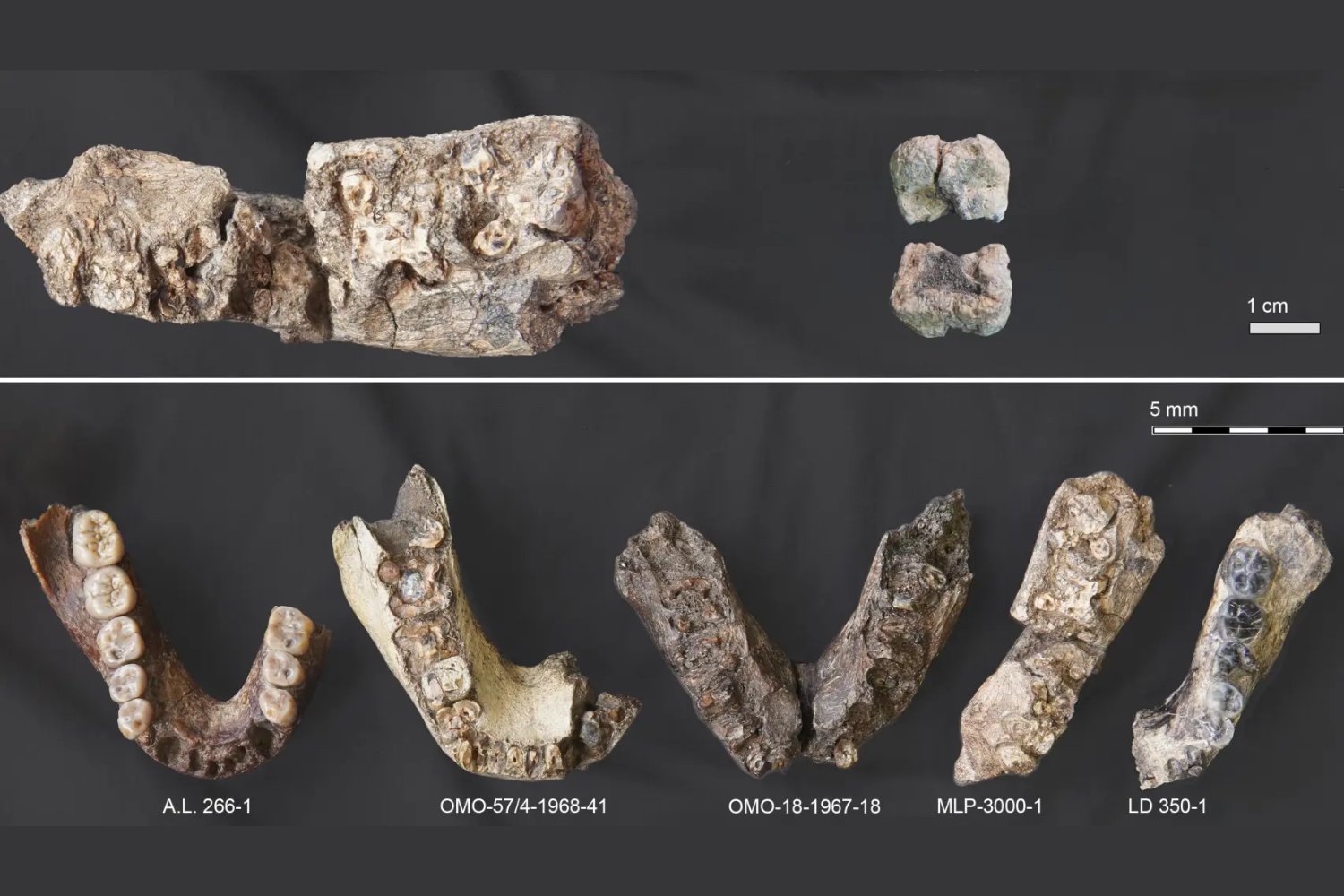 Un nuevo fósil de 2,6 millones de años amplía el mapa de los primeros homínidos. El Paranthropus era mucho más adaptable de lo pensado