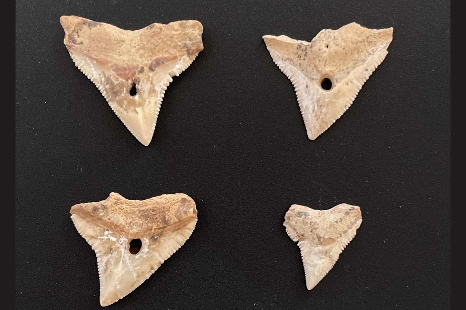 Hace 7.000 años, los neolíticos de Arabia no solo sobrevivían al desierto. También cazaban tiburones como parte esencial de su dieta