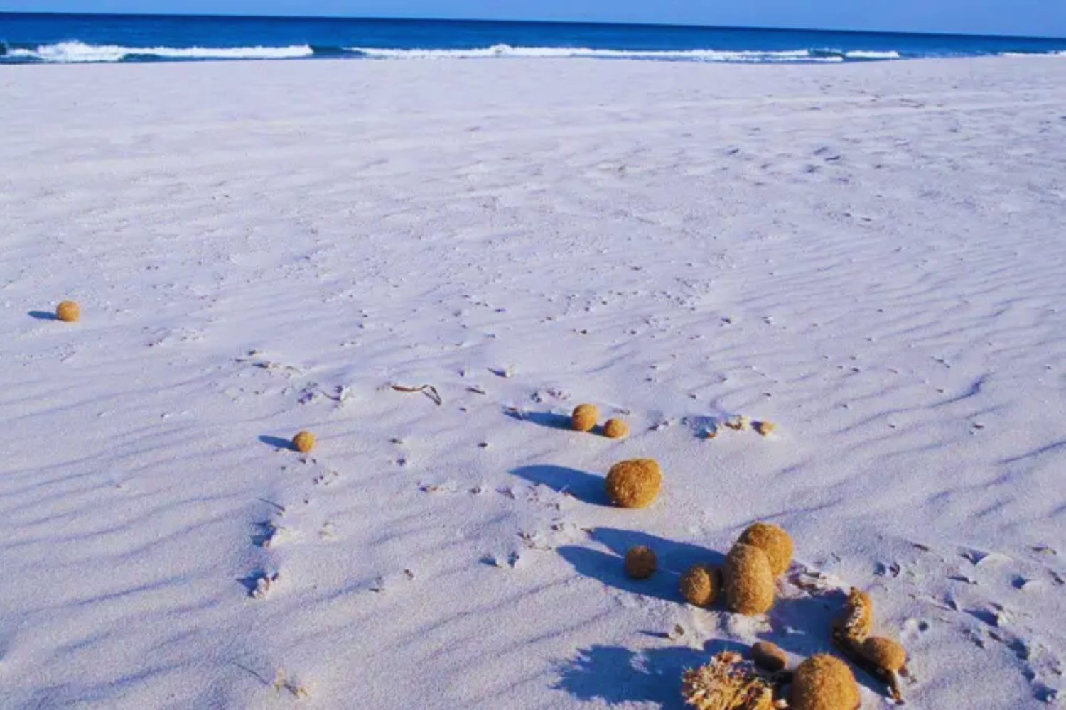 Las “bolas de Neptuno” parecen basura natural en la playa. En realidad, son nuestra gran salvación porque están atrapando millones de plásticos del mar