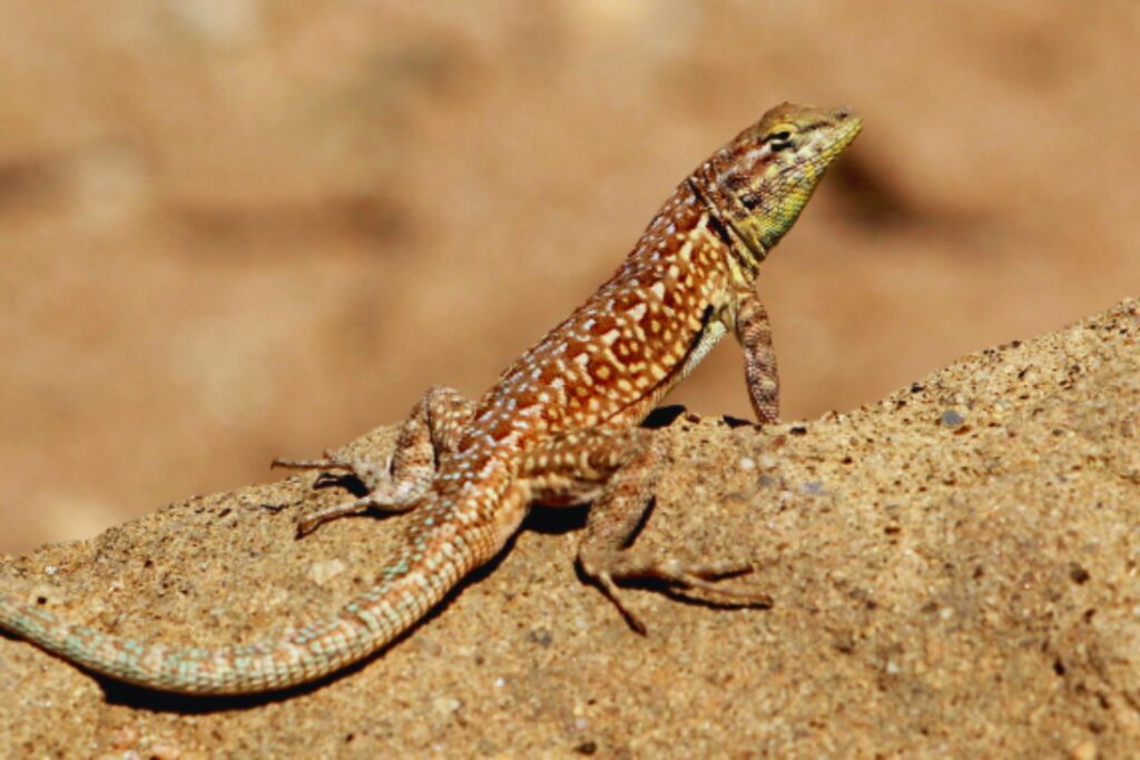 La naturaleza inventó el piedra, papel o tijera antes que nosotros. Los lagartos que usan el juego para no extinguirse