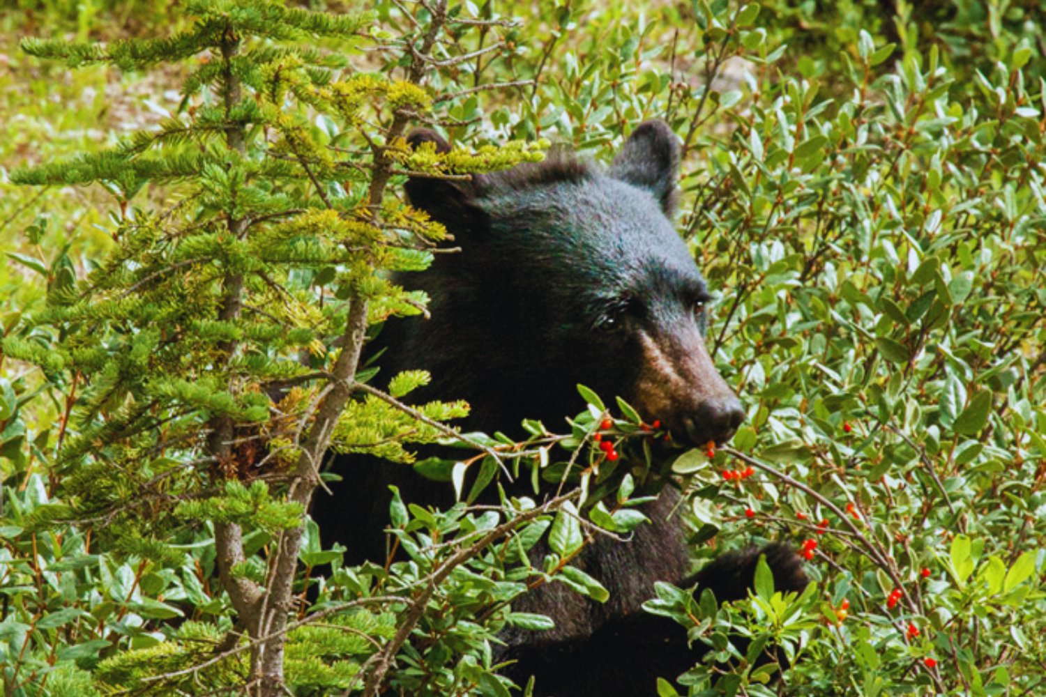 La dieta de los osos no es tan fija como creíamos. La ciencia sugiere que podrían volverse más herbívoros y alterar los ecosistemas