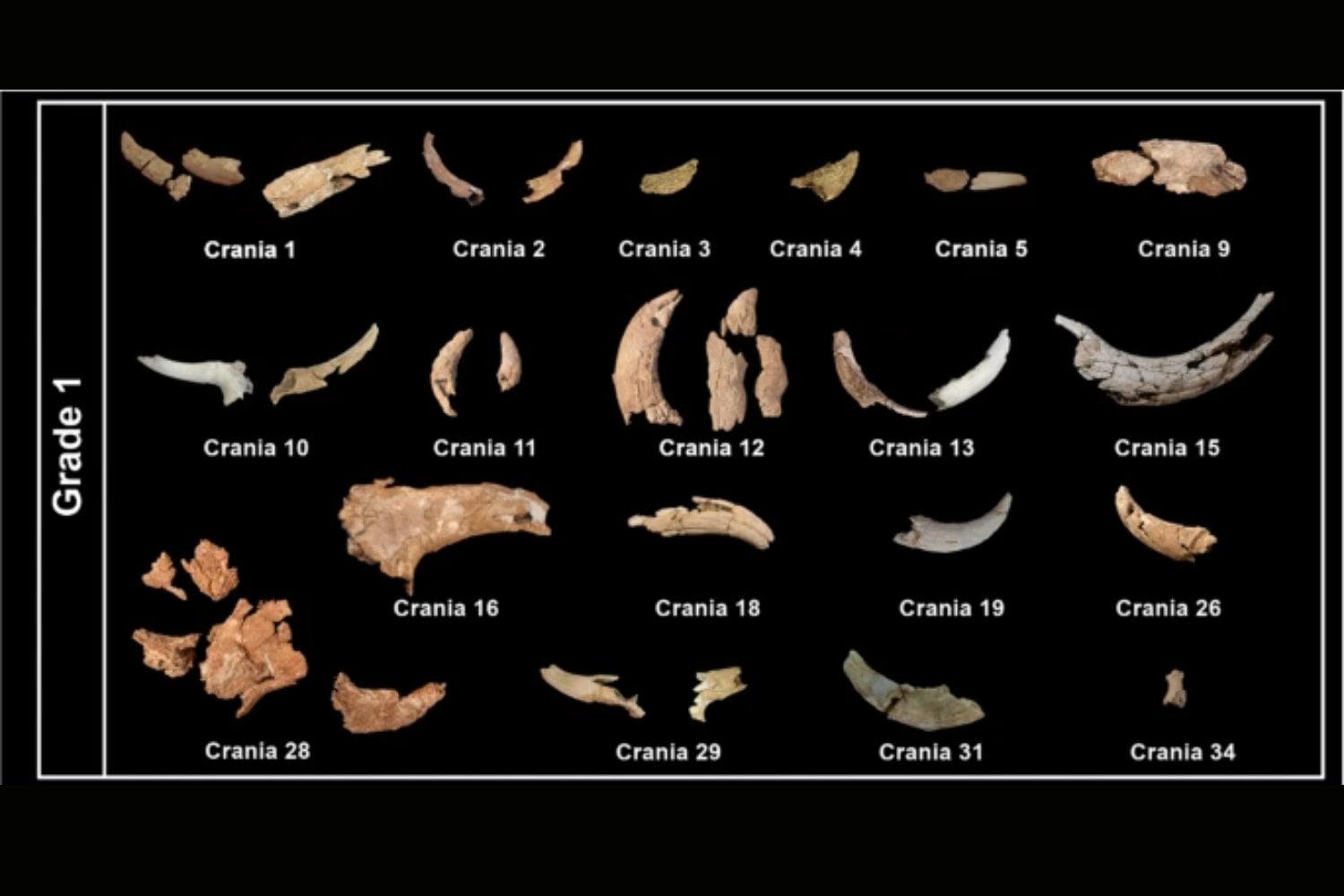 Los neandertales no dejaron cráneos por casualidad en una cueva de Madrid. Volvieron una y otra vez durante siglos para hacer lo mismo