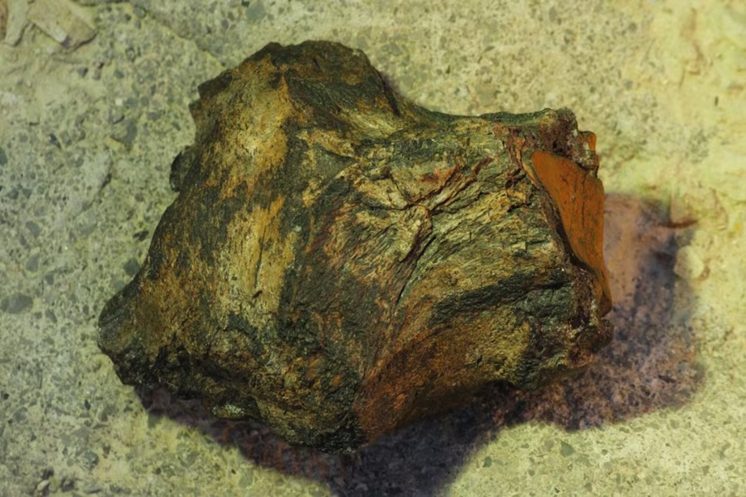 Un depredador “extraño” emerge del pasado. Así es Xenovenator espinosai, el dinosaurio mexicano de 74 millones de años que reescribe la historia de los troodóntidos