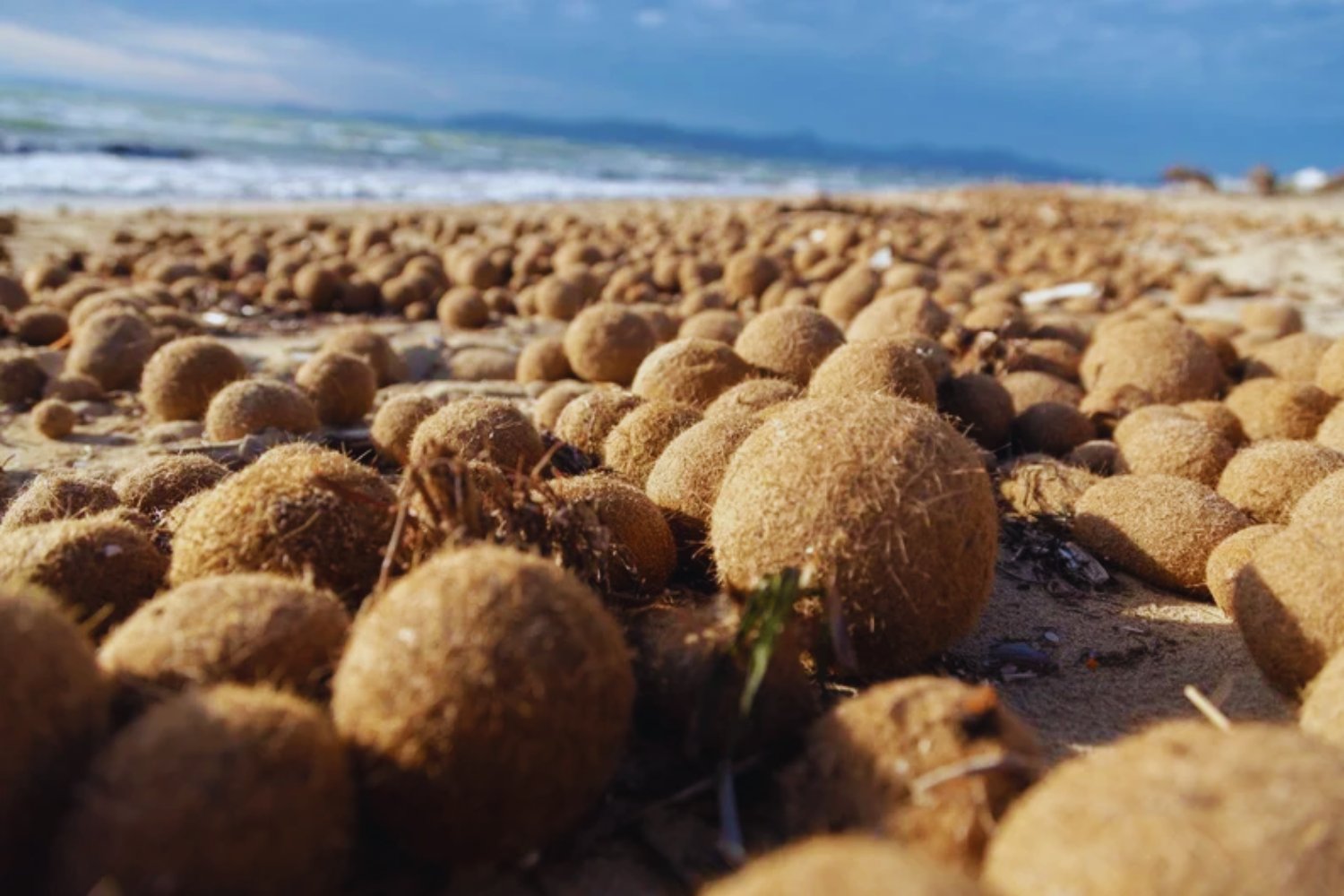 Las “bolas de Neptuno” parecen basura natural en la playa. En realidad, son nuestra gran salvación porque están atrapando millones de plásticos del mar