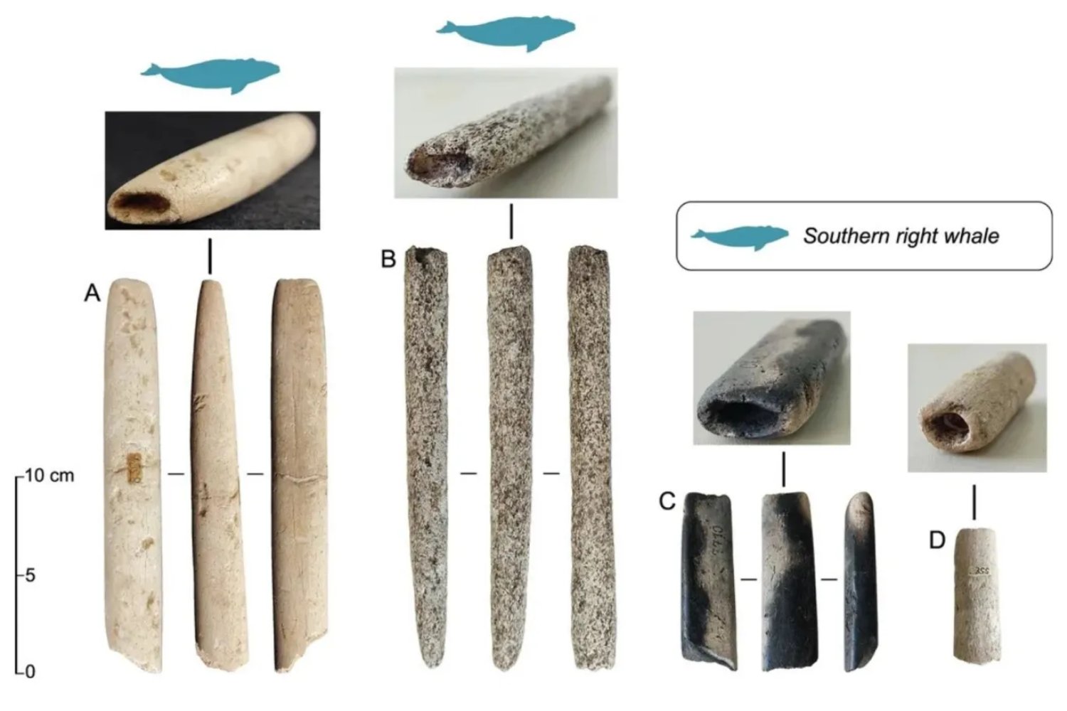 Durante 50 años nadie supo qué eran estas piezas de hueso. Hoy sabemos que revelan la caza de ballenas más antigua del mundo
