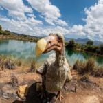 Cuando la extinción deja de ser definitiva. La biología que intenta reescribir animales perdidos usando gallinas y palomas como laboratorio vivo