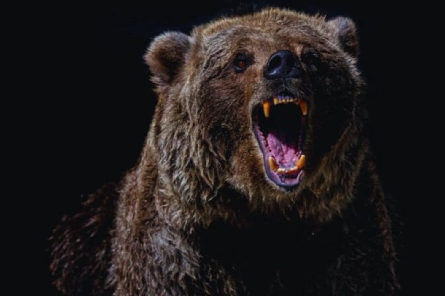 La dieta de los osos no es tan fija como creíamos. La ciencia sugiere que podrían volverse más herbívoros y alterar los ecosistemas